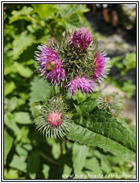 Ostropestřec mariánský__02
