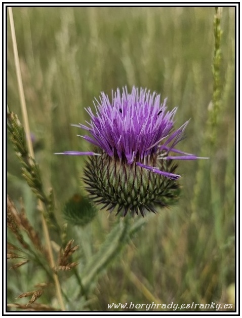 Ostropestřec mariánský__01